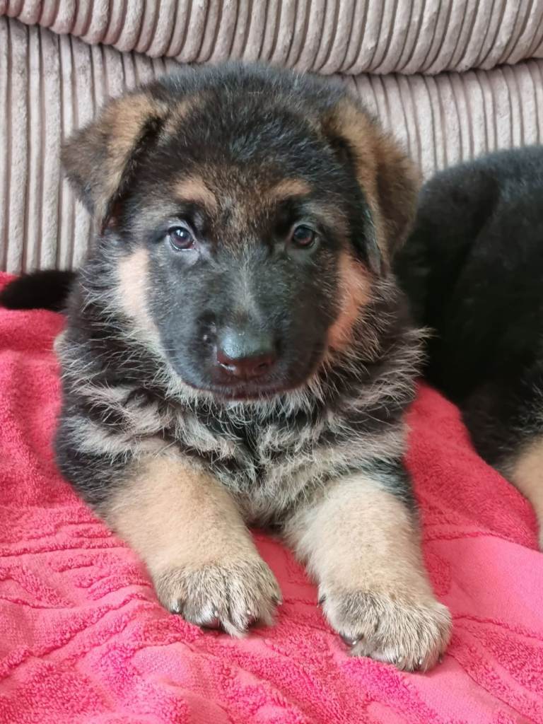 image for german shepherd pups