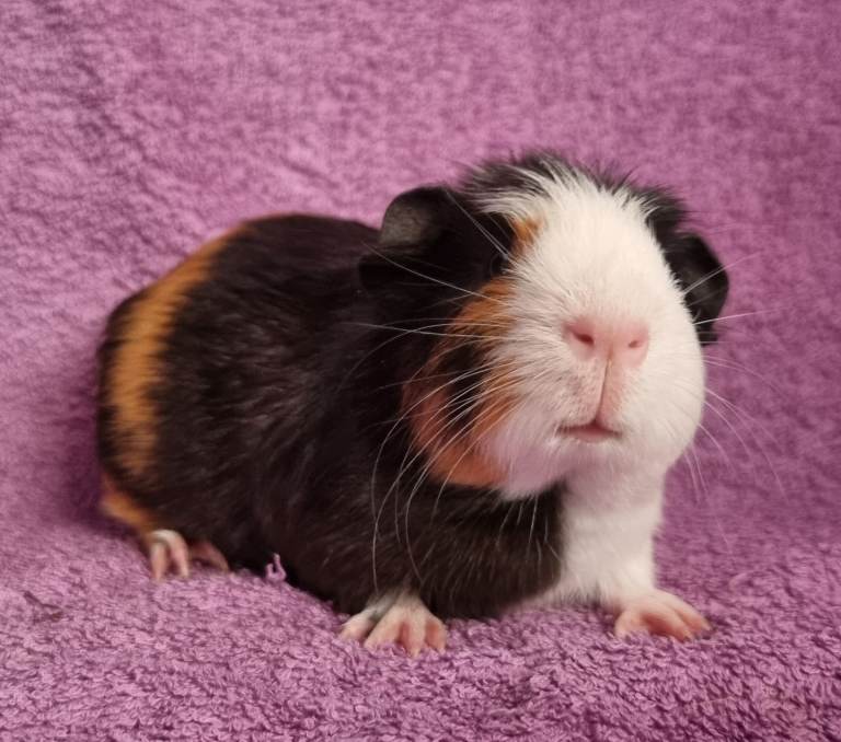 Beautiful Male Baby Guinea Pigs for sale 