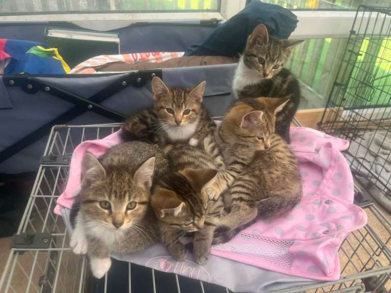 Adorable kittens