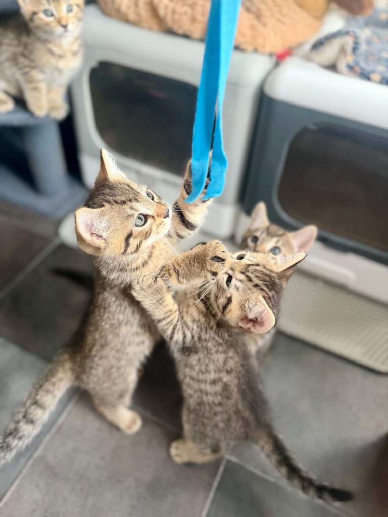 Bengal mix kittens