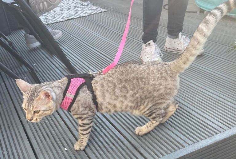 Beautiful 2 year old bengal ( pending meet with potential adopter)