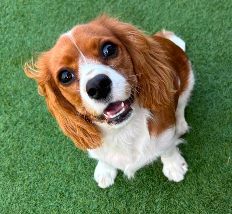 Female ( Rosie).6 months king chales spaniel