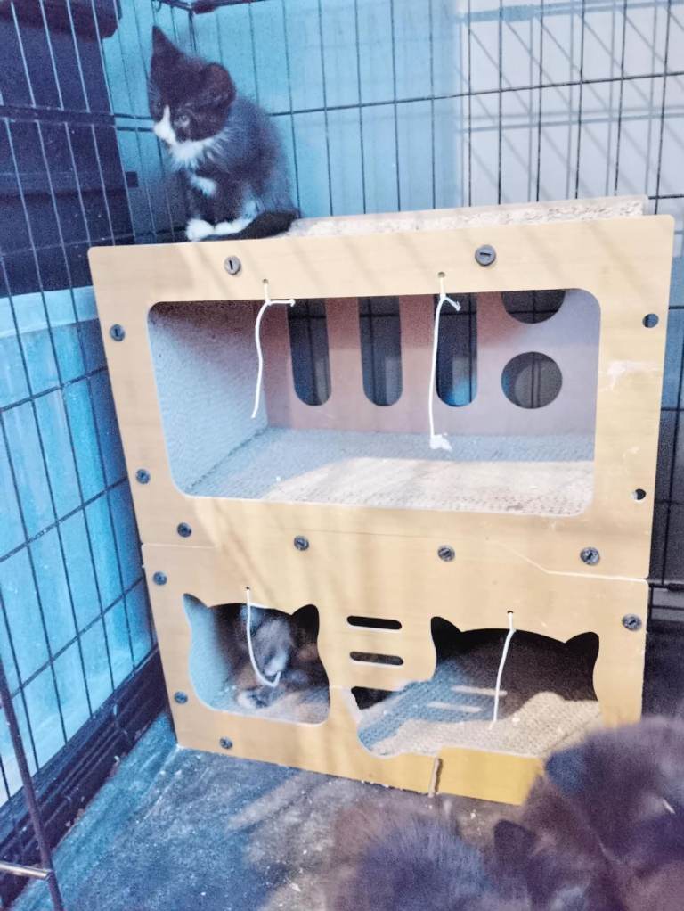 kittens for sale 