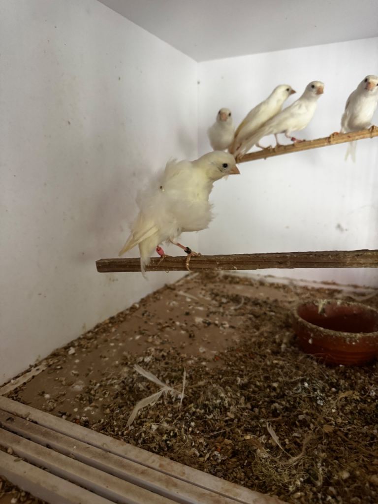 Canary 