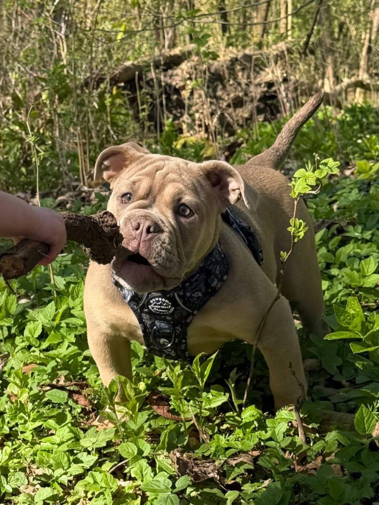 💔 Loving Home Needed Urgently for Willow 💔