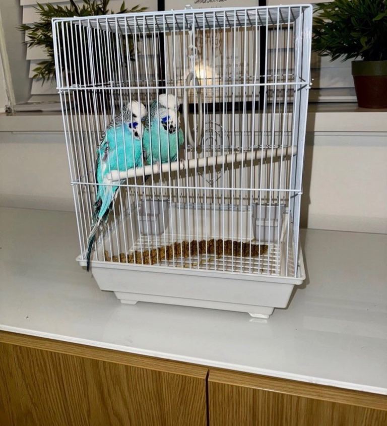 NOT including birds - White Metal Cage & 2L Budgie Seeds x2