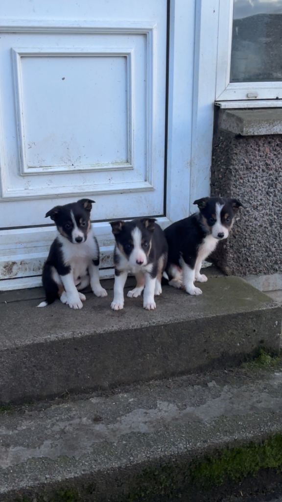 Border Collie Pups