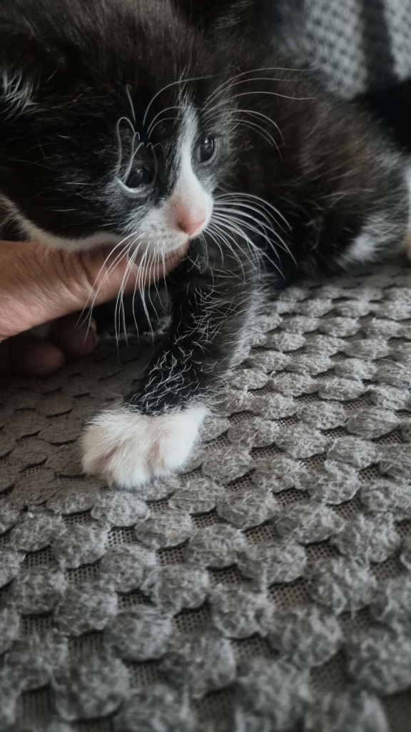 2 kittens for sale one boy one girl