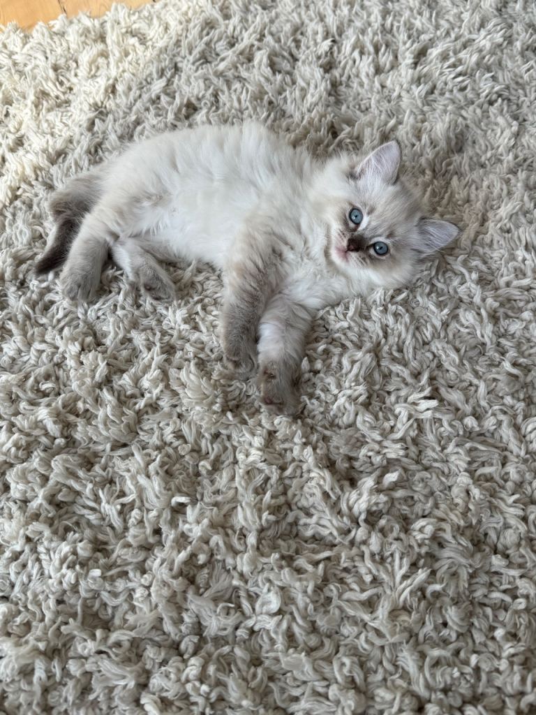 *READY TO LEAVE* Purebred Ragdoll Kittens