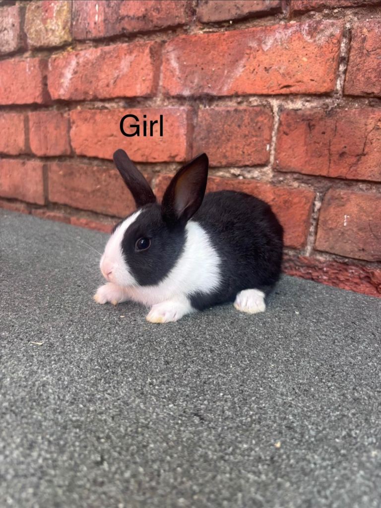 Dutch Bunnies 