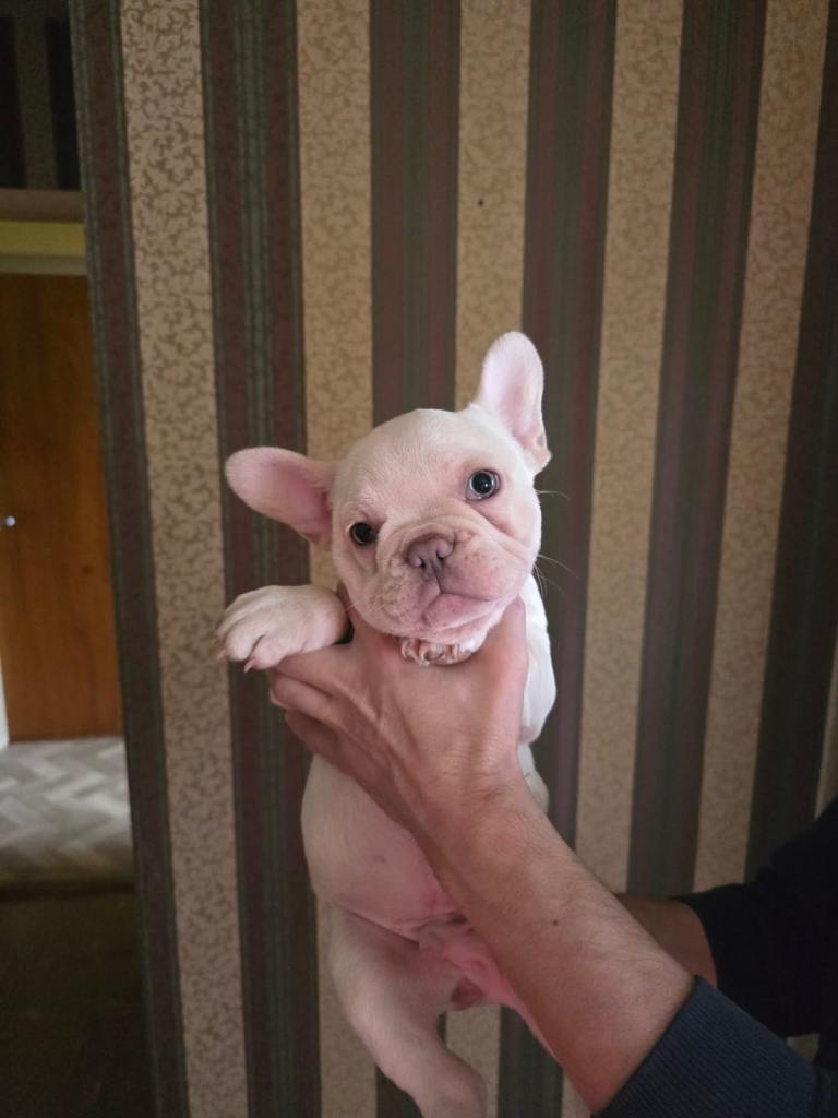 French Bulldog 