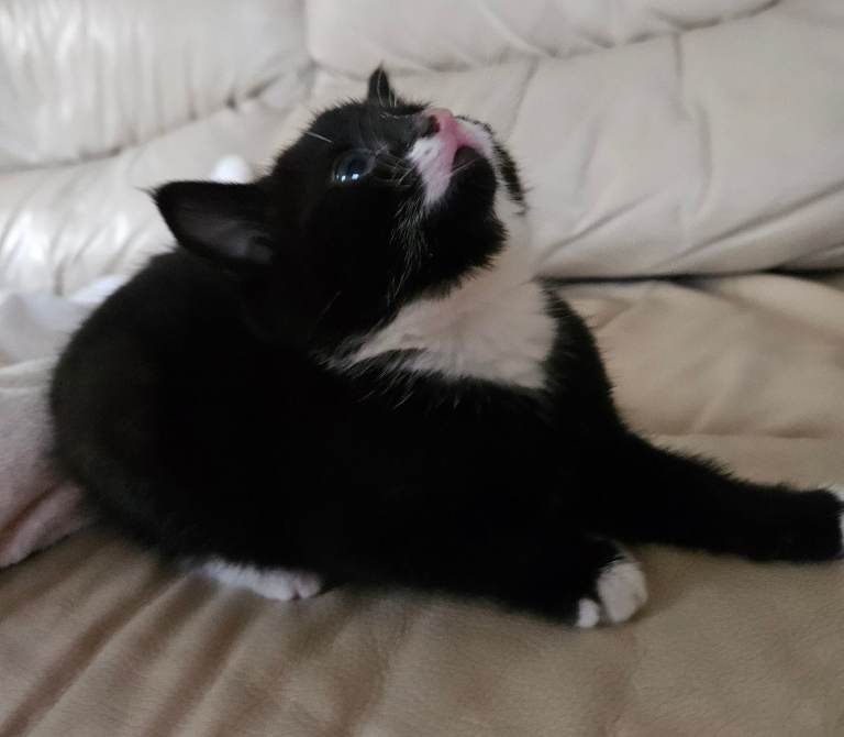 Adorable male kitten tuxedo black and white