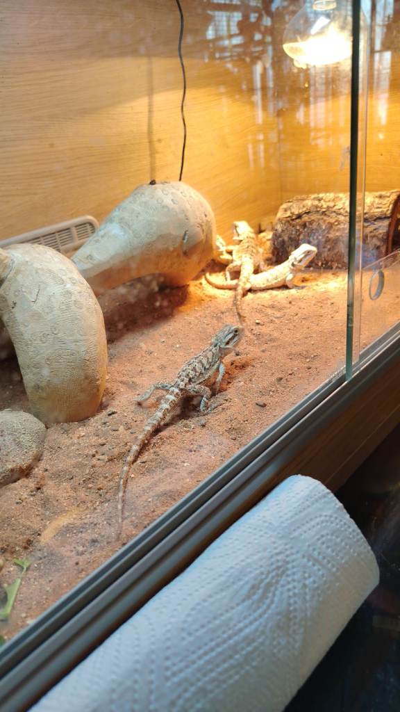 12 week old bearded dragons