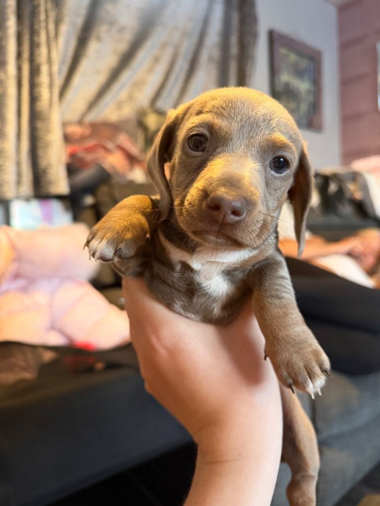 Minature Dachshund 