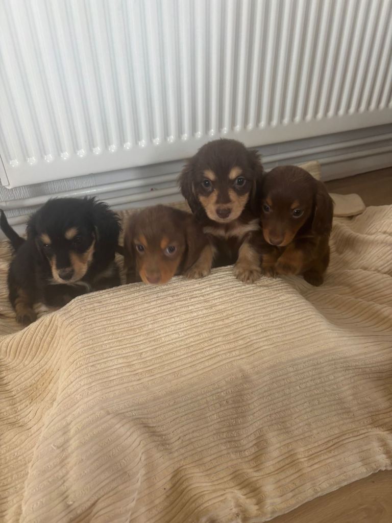Stunning miniature long coated dachshund puppies available 