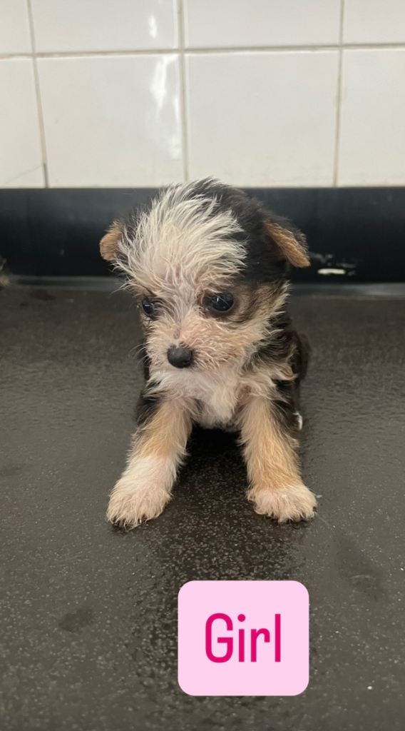 Yorkshire terrier x jack Russel puppies 