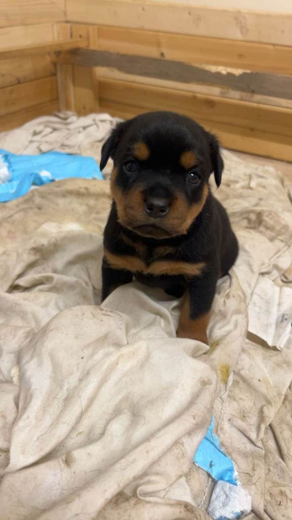 Rottweiler puppies for sale (one bitch left)