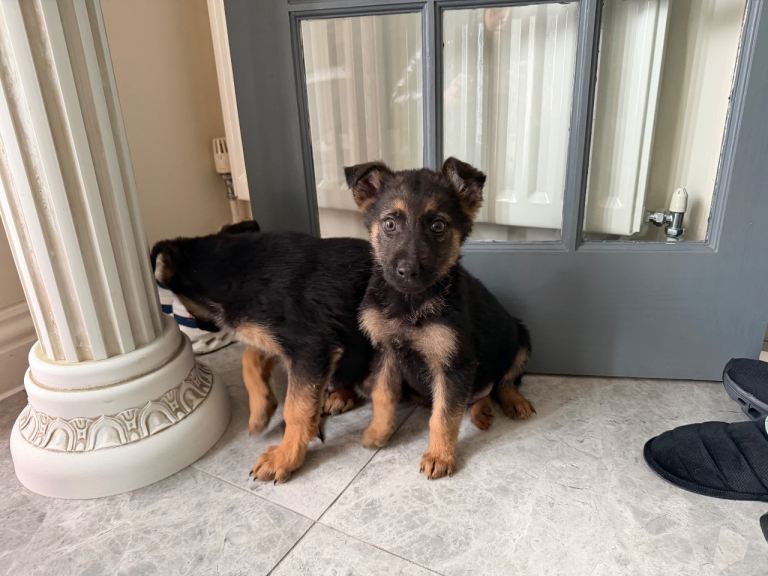 German shepherd puppies for sale 