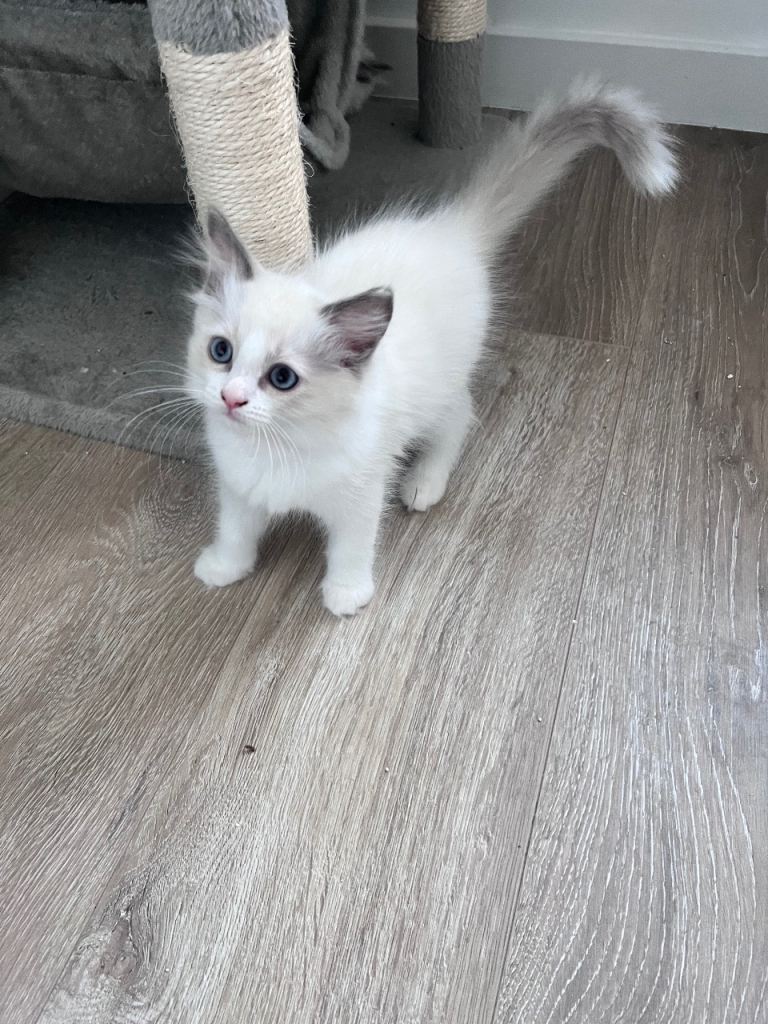 😻 🩵 Rare Blue-Cream Tortie & Blue Bicolor Girls-DNA Clear-Family Raised – Now Taking Reservations!