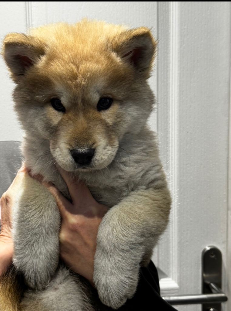 Chowski puppies for sale 