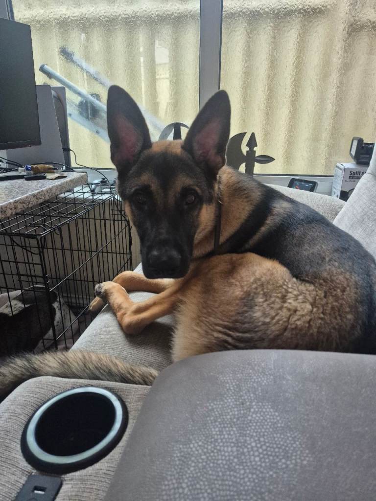 male belgian malinois called oscar