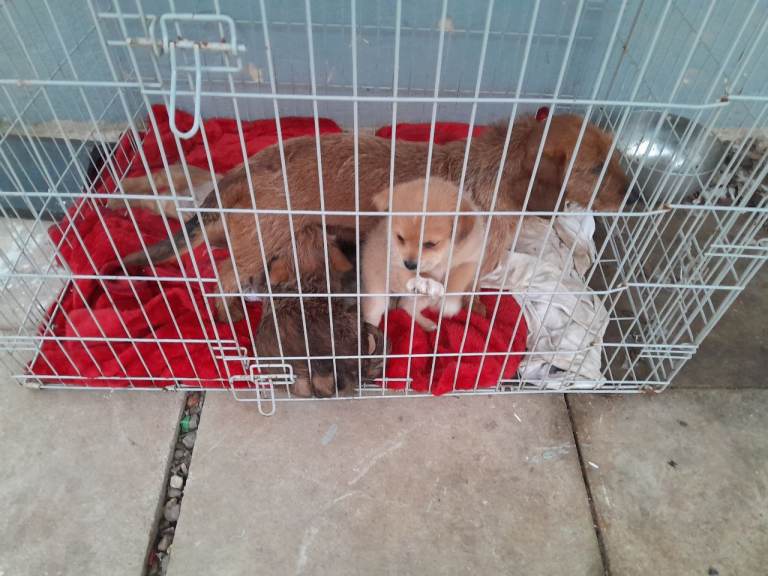 Dachshund/pug puppies 