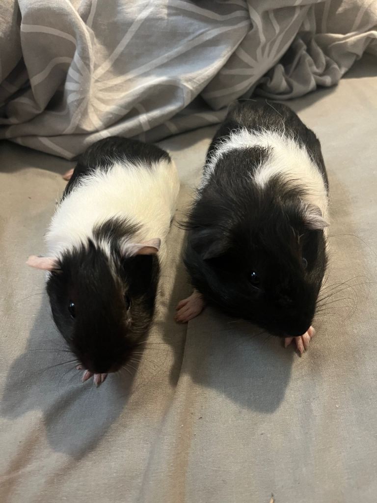Two Adorable female Black and White Guinea Pigs Looking for a New Home