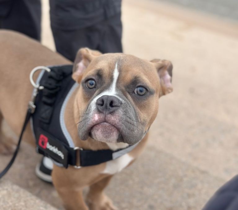 American Pocket bully pup 6 months