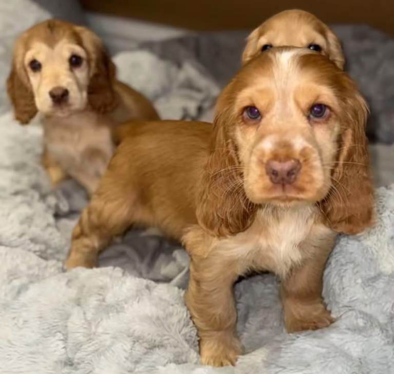 Cocker spaniel puppies 