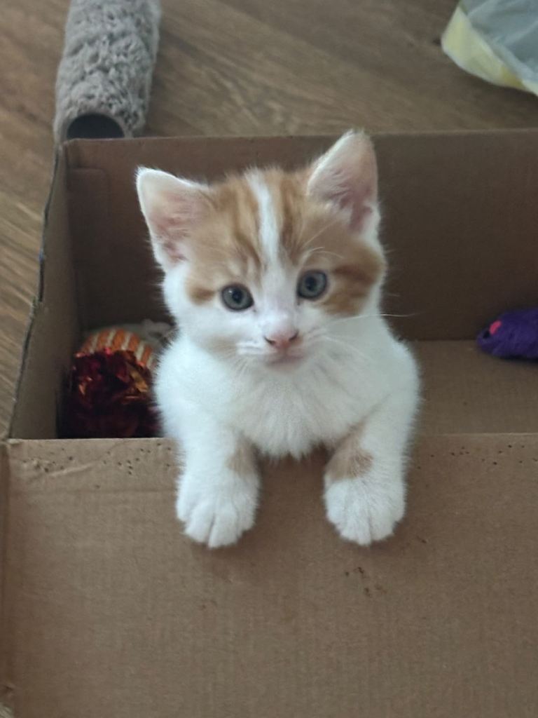 Three 8 week old kittens