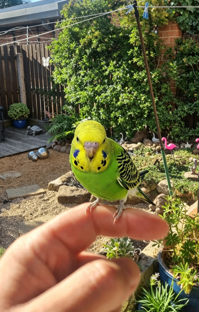 Budgies for sale 