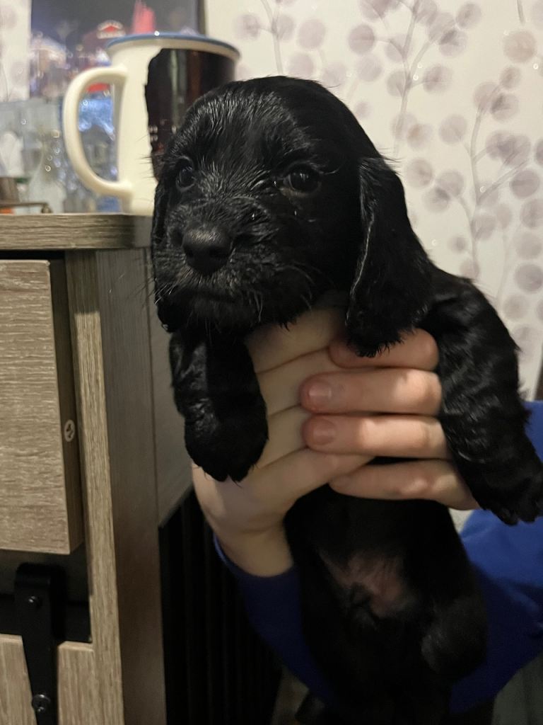 Cocker spaniel puppies 