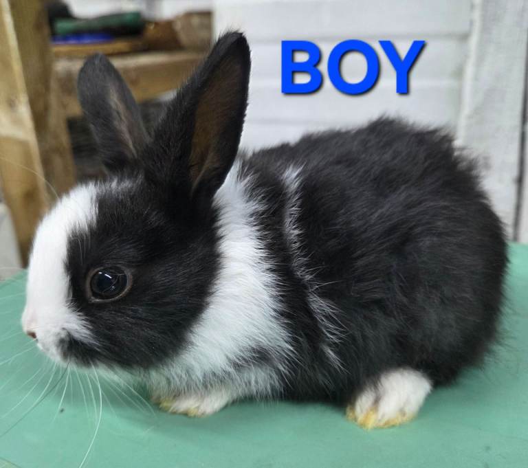 HAND REARED BABY RABBITS!!! VIEW ALL PICTURES!!