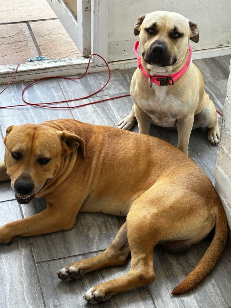 Gold & Silver – Two Loving Dogs Needing a New Forever Home