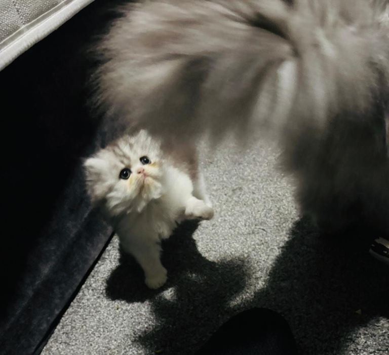 Beautiful female Persian kitten