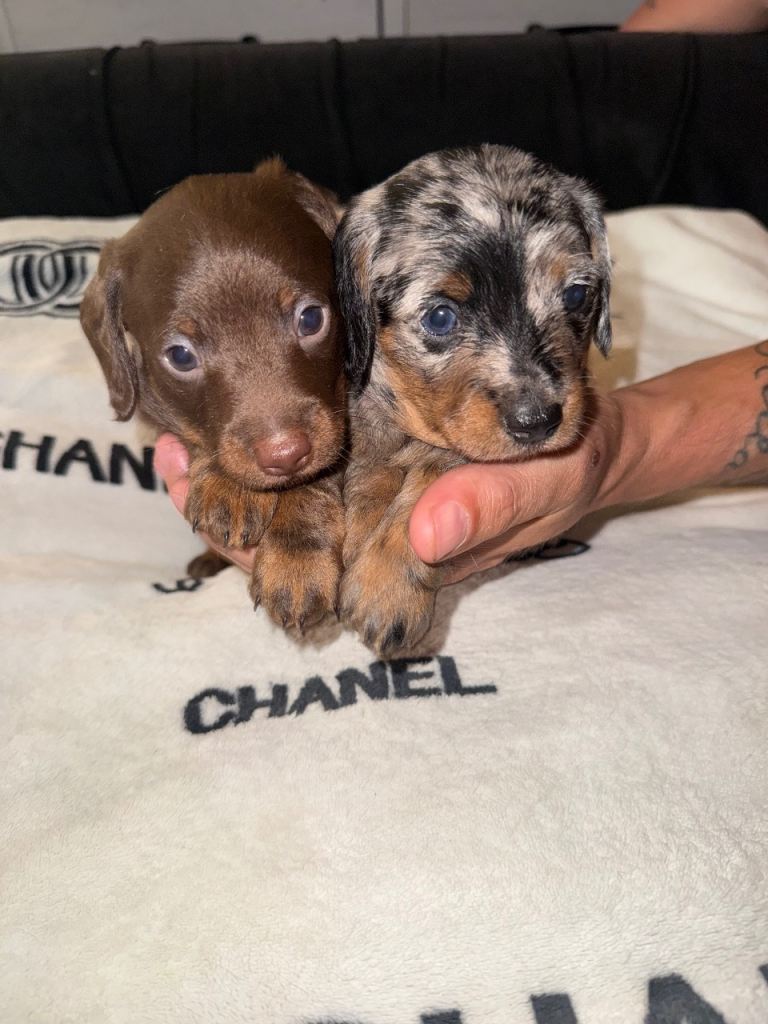 Doxipoo puppies 