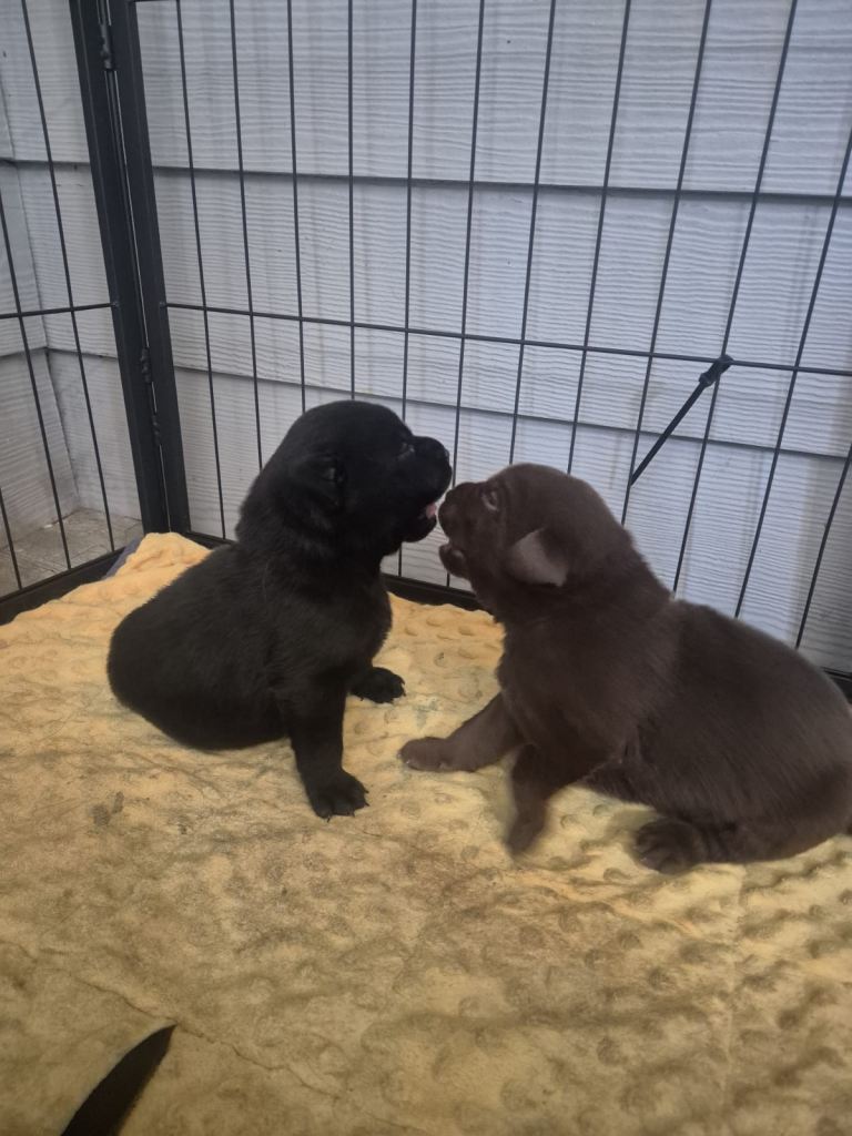 Labrador puppies for sale 