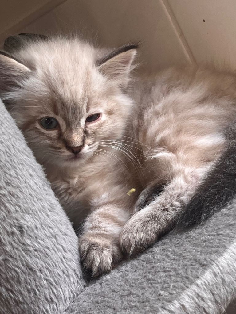 Kittens all boys!  Please read description for prices.  