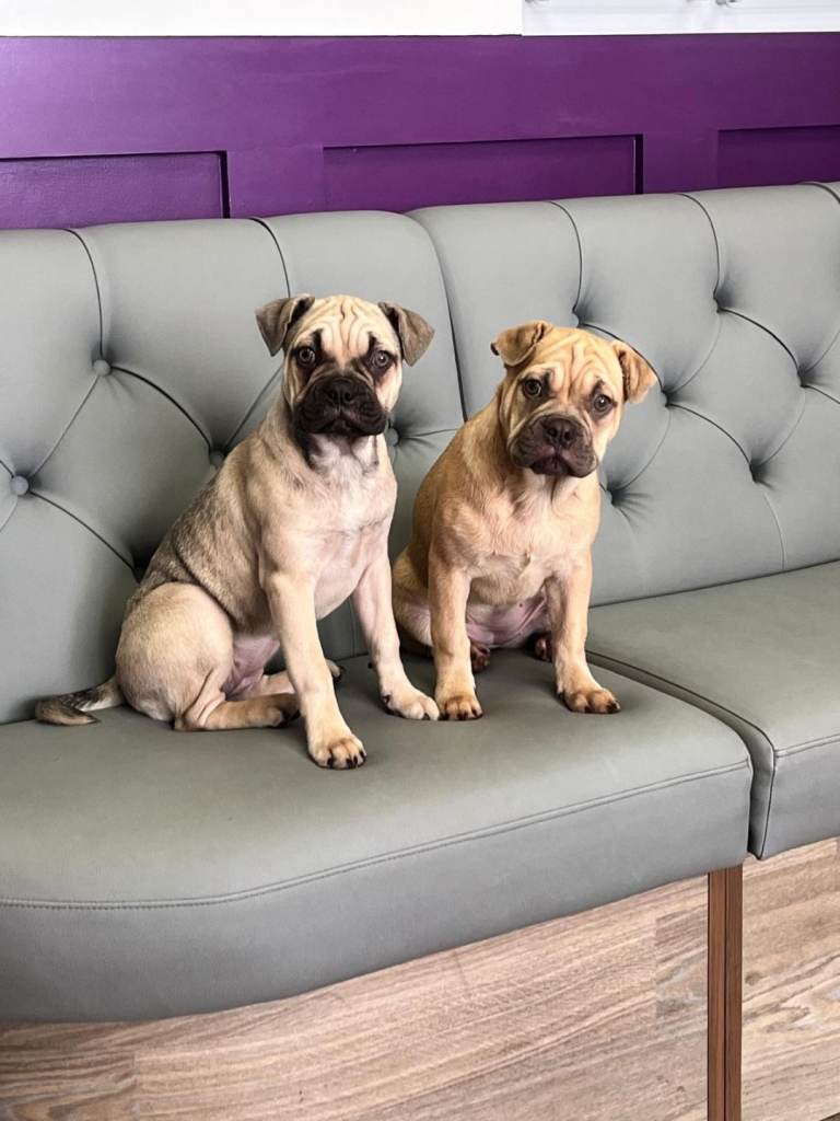 Oripei cross frenchie puppies for sale