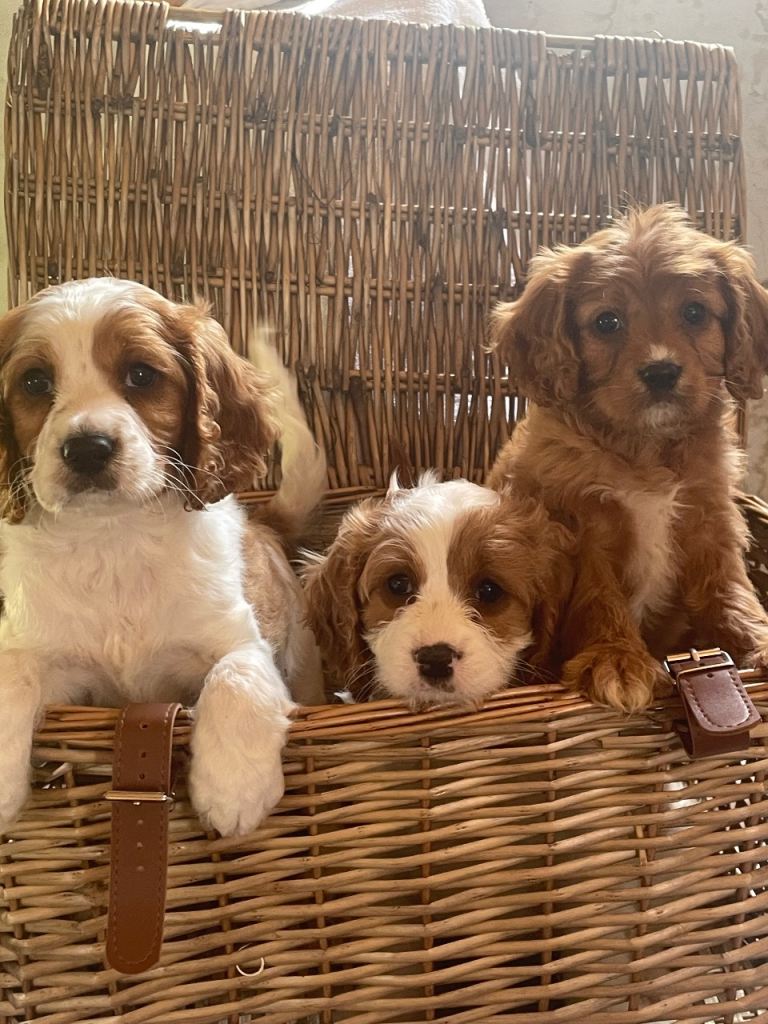 Cavapoo puppies 