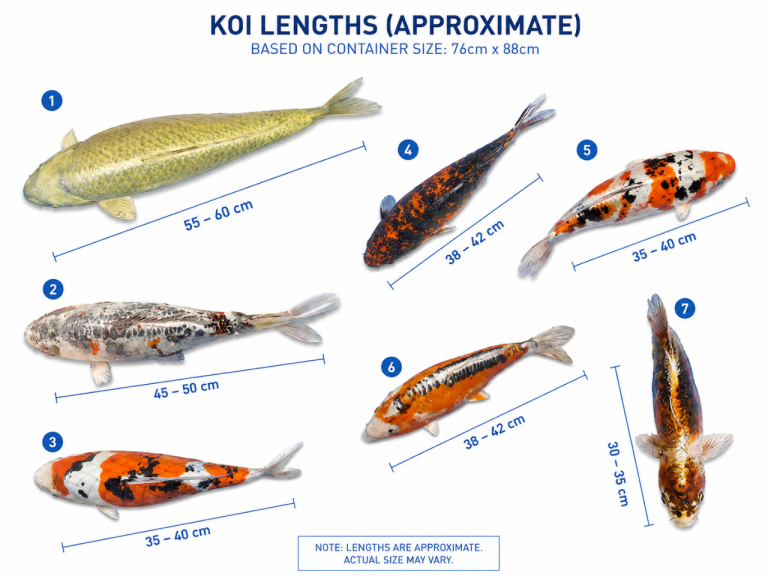 9 Large Koi Carp - Open to Offers