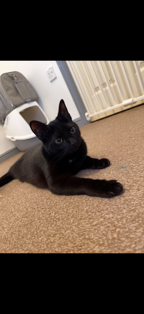 Black cat for sale 