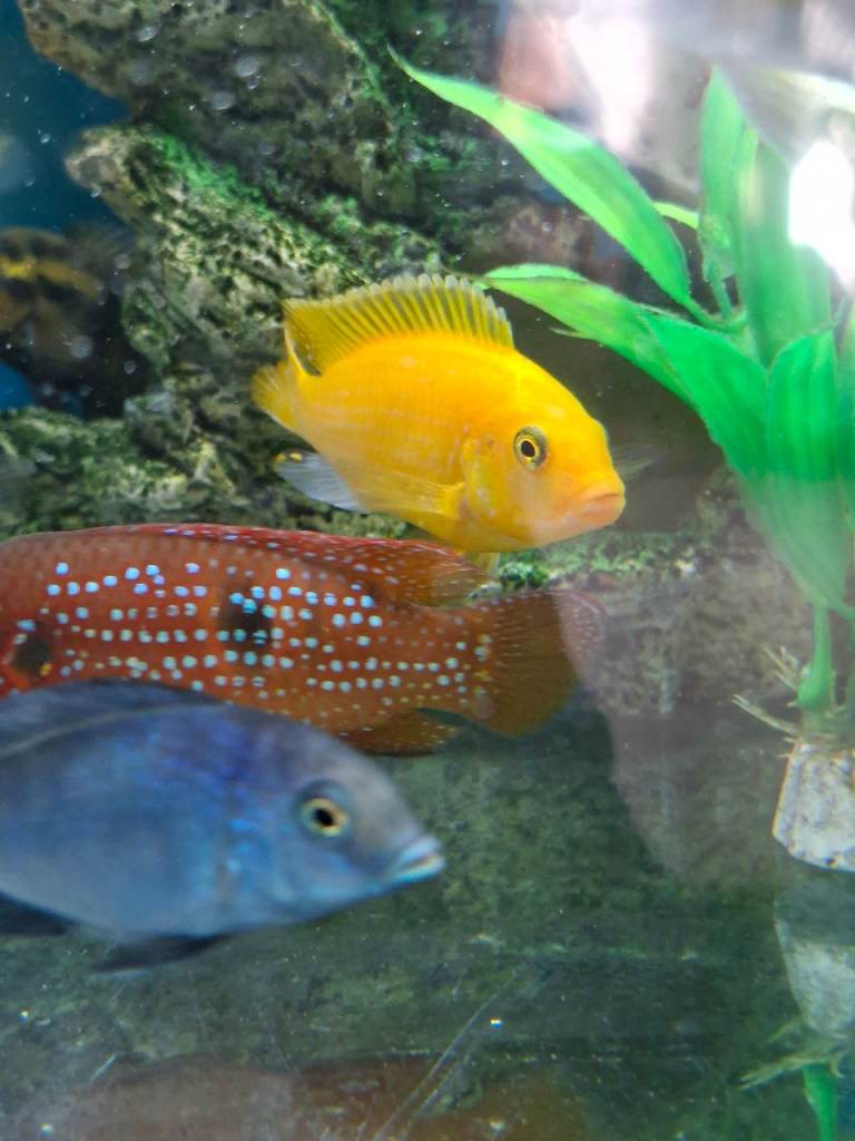 Tropical fish for sale