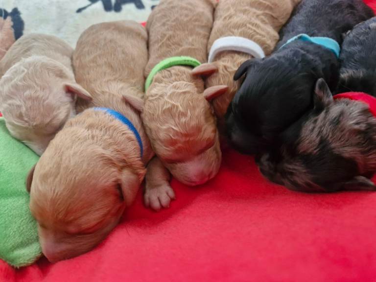 Adorable minuatre labradoodle puppies
