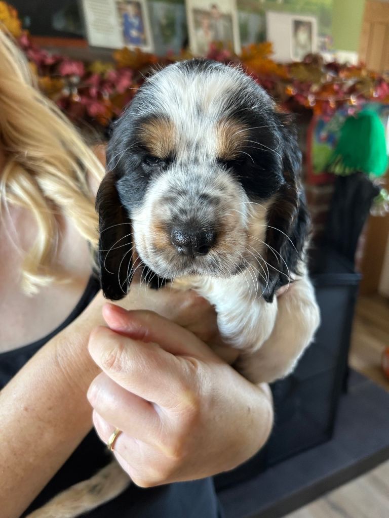Cocker Spainel Pups 