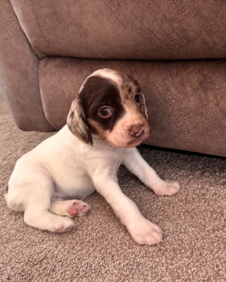 Springer spaniels 