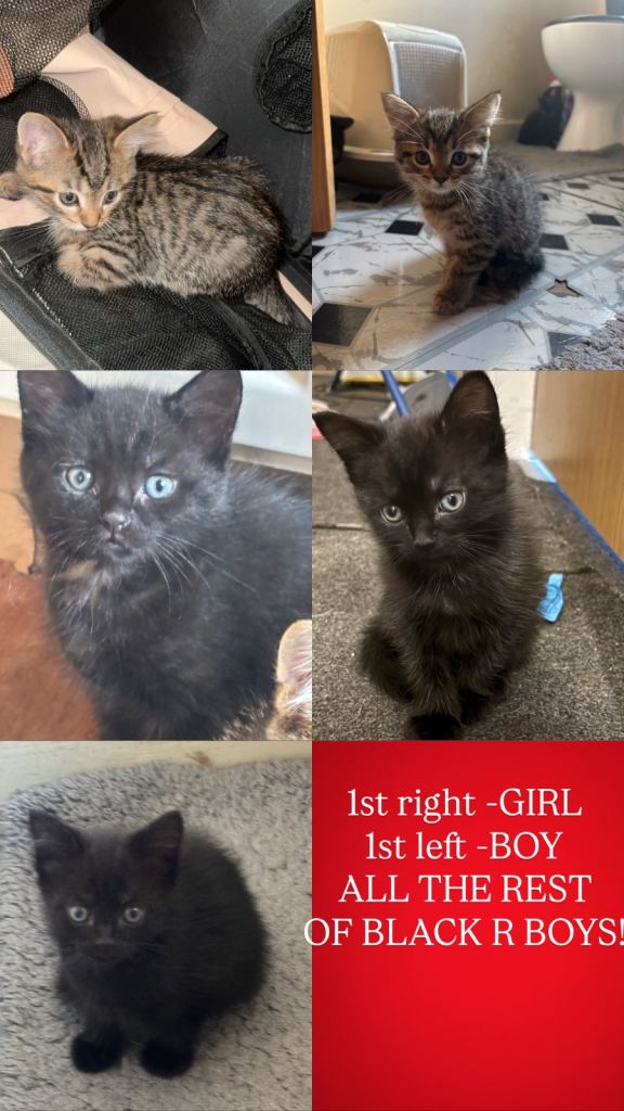 Kittens for Sale *READY TO LEAVE*