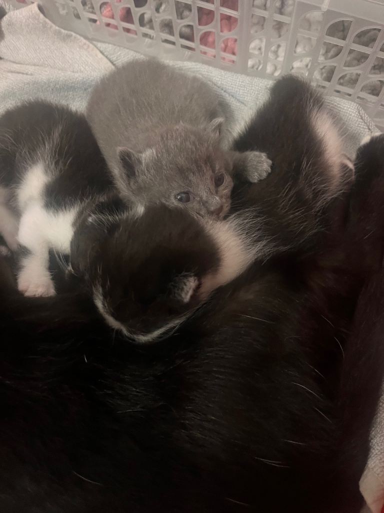 Kittens 