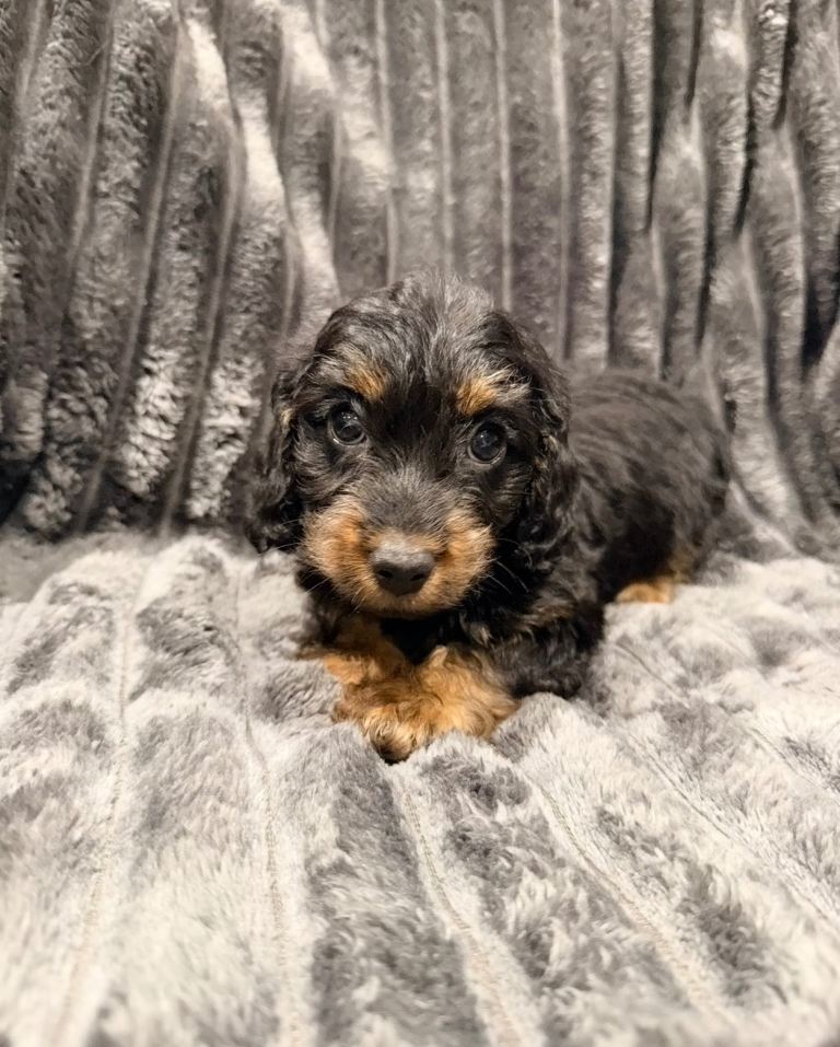 Doxiepoo puppies - available now