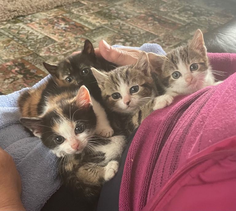 3 Female kittens for lovely homes (middle kitten sold)